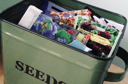 lathyrus siererwt pronkerwt