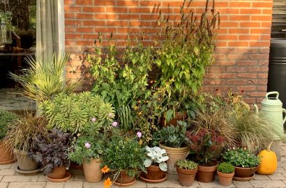 pottenborder winterplanten