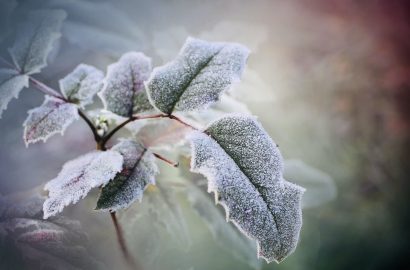 kerst hulstblad vorst winter