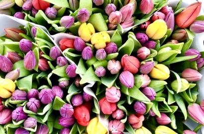 positiviteit tulpen bloemen