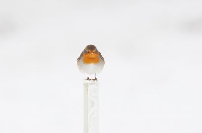 vogels roodborst copyright Bas Meelker Photography