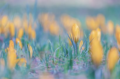 voorjaar, krokussen, weekend