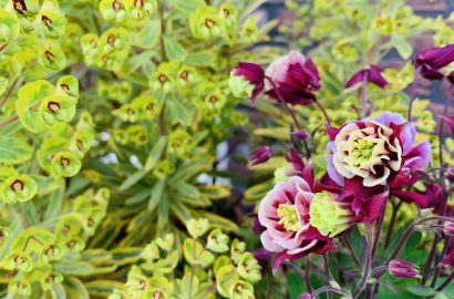 pottenborder 2021 wolfsmelk en akelei