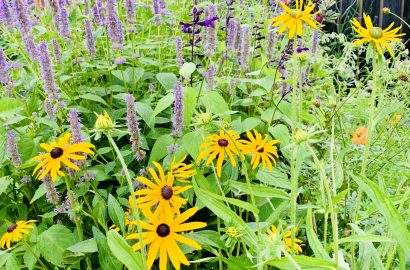 volle borders in de tuin