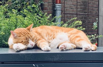 onthaasten slapende kat