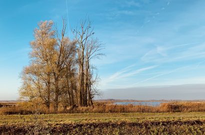 landschap Eelderwolde met bomen en blauwe lucht