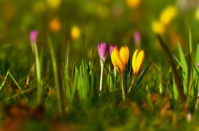 krokussen in de knop