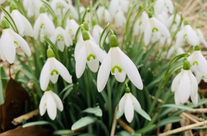 sneeuwklokjes in bloei