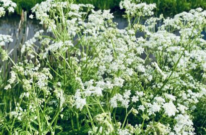 Fluitenkruid bij een sloot