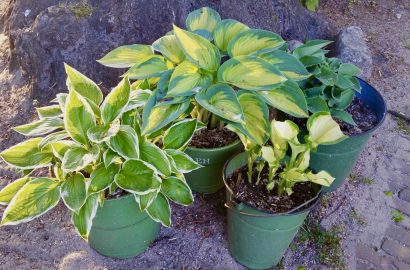 hosta's in emmers in een groepje bij elkaar