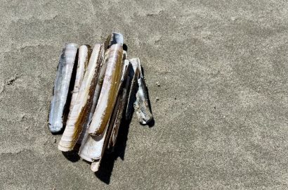 hoopje schelpen op het strand