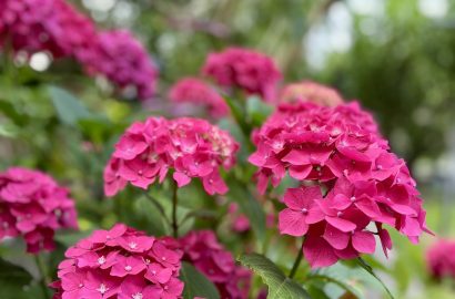 Hortensia's in bloei