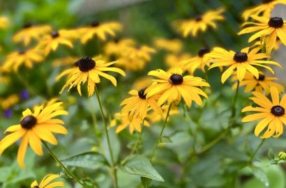 rudbeckia als coverfoto bij de 88e Weekend favorieten, foto uit eigen tuin