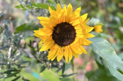 ontdekkingen in de najaarstuin, zonnebloem in bloei