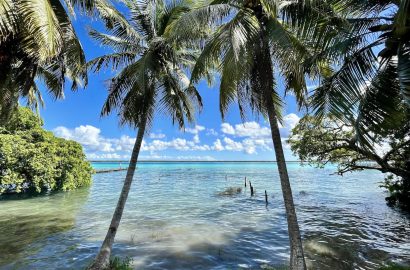 Palmbomen bij de lagune van Bacalar