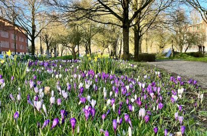 tapijt van krokussen