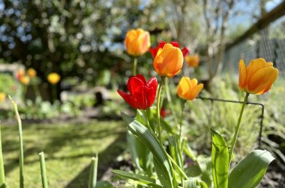 tulpen in mijn tuin, voorjaarsgeluiden, lente 2024