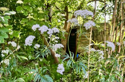 Witte bloemen in een wilde tuin, weekend favorieten over minderen en andere zaken