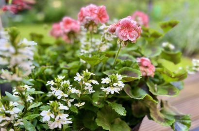 geraniums in bak, coverfoto bij weekend favorieten over onder andere minder gehaast