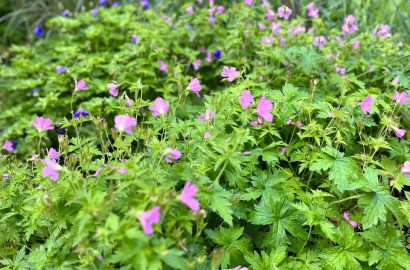 Midzomer en de vaste geraniums bloeien volop