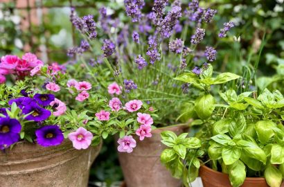 fleurige bloemen en kruiden in een pot, kiekje voor bij afscheid van een tuin