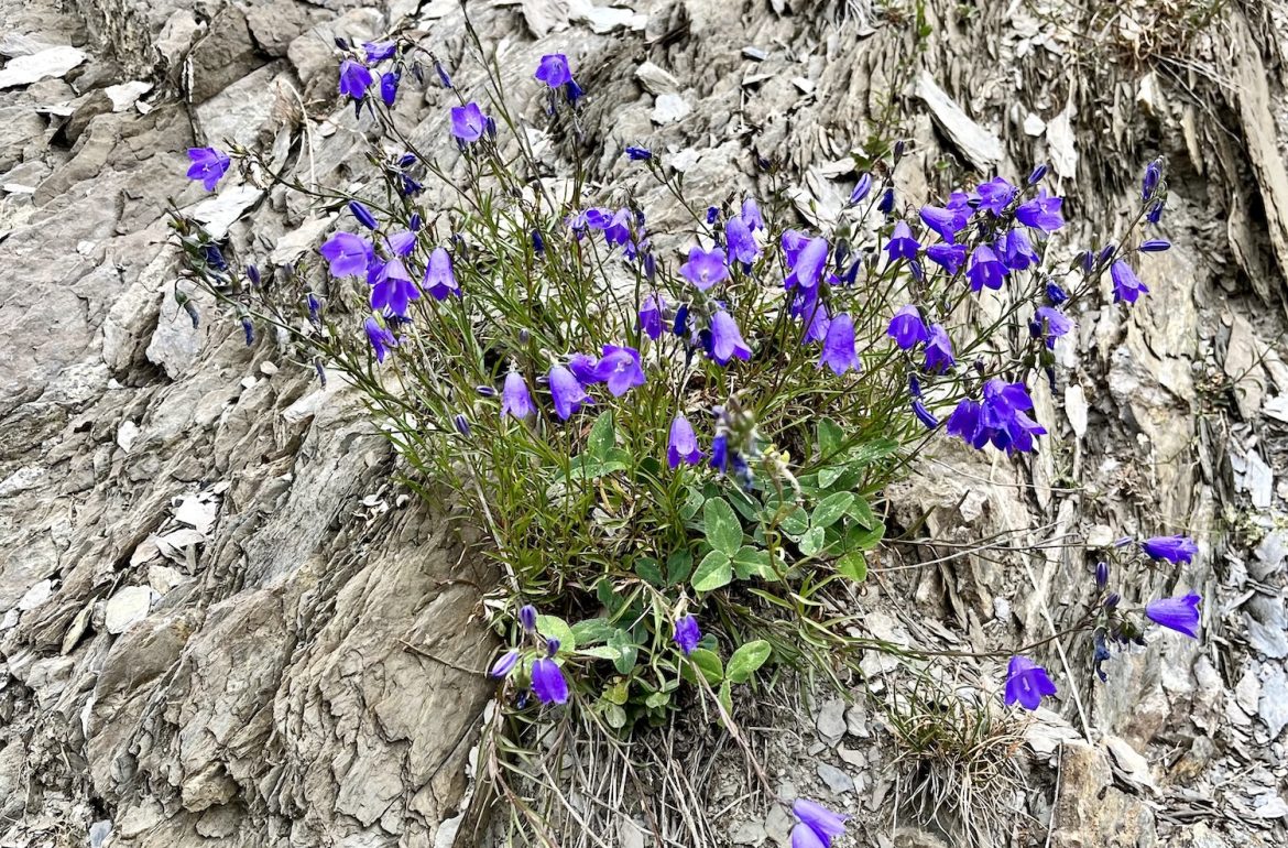 Bloemen in de bergen, onbekend wat, een beetje last van natuurblindheid