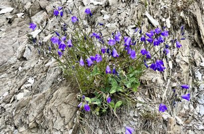 Bloemen in de bergen, onbekend wat, een beetje last van natuurblindheid