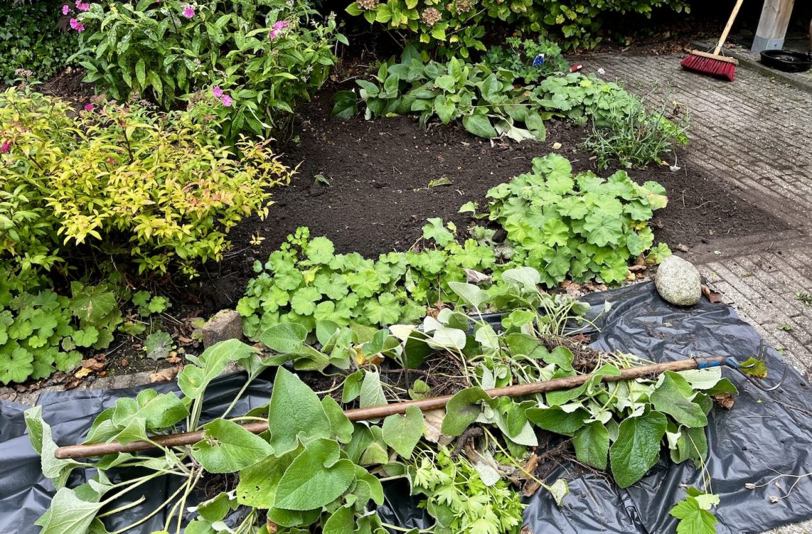 Planten uit de tuin halen om ze een nieuwe plek te geven.