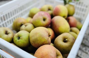 mijn grote appeloogst in 2025: een krat vol moesappels