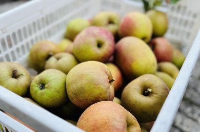 mijn grote appeloogst in 2025: een krat vol moesappels