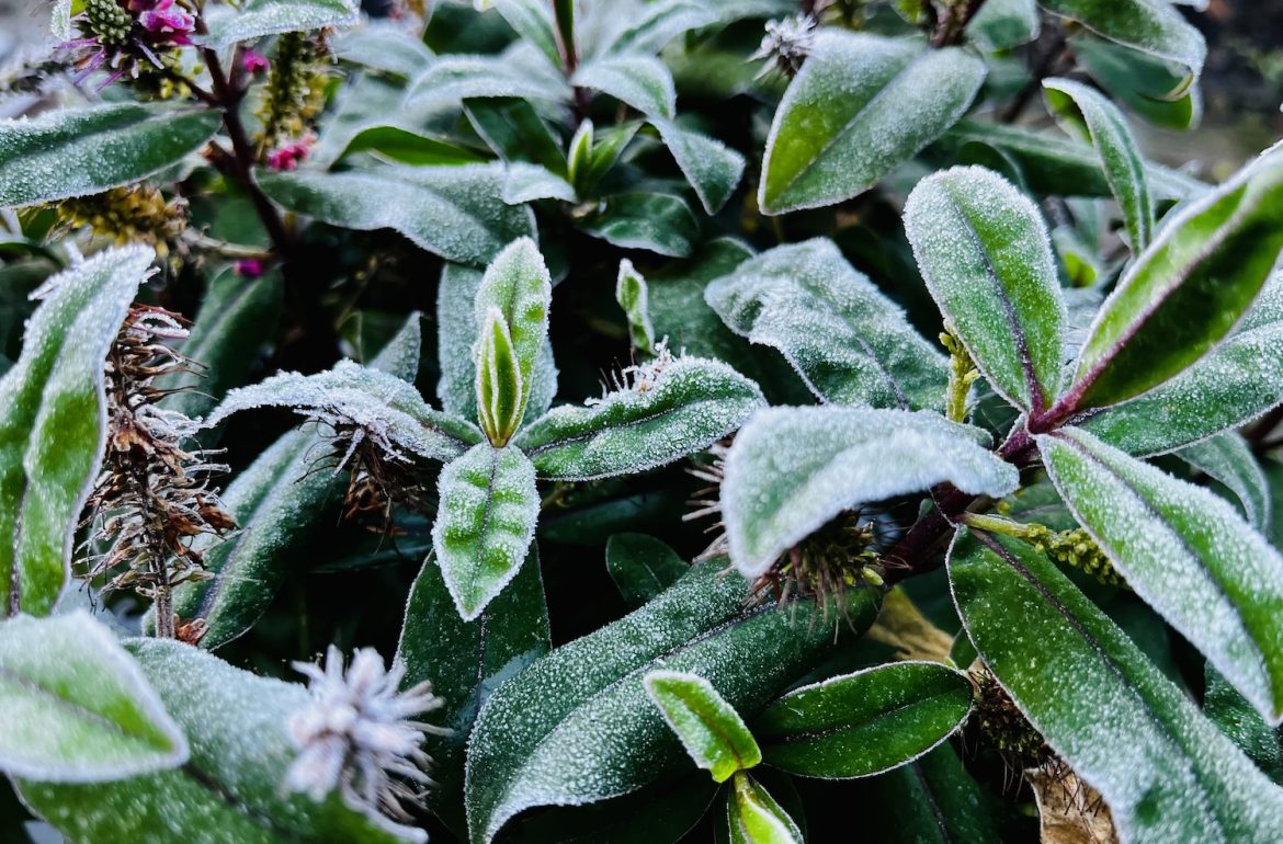 winter vorstlaagje op een plant