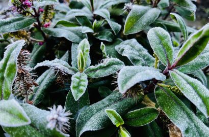 winter vorstlaagje op een plant