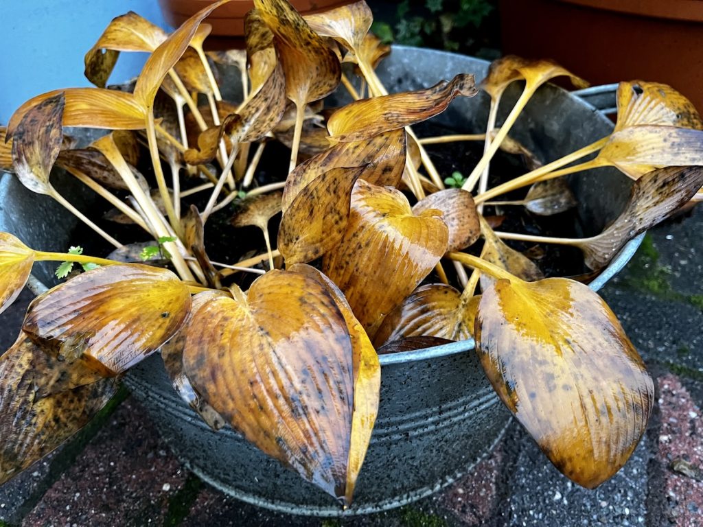 afstervende hosta in pot