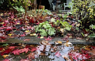 een natte november in de tuin. foto met plassen water en gevallen blad in de tuin met op de achtergrond onze shed met tuinstoelen