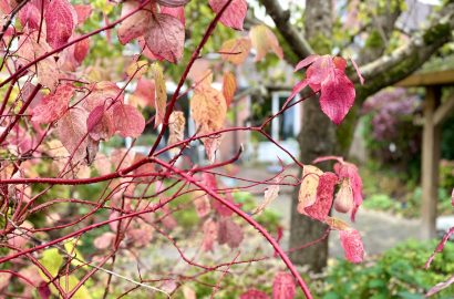 kleur en verval in de tuin in oktober met op voorgrond struik met rood kleurend blad