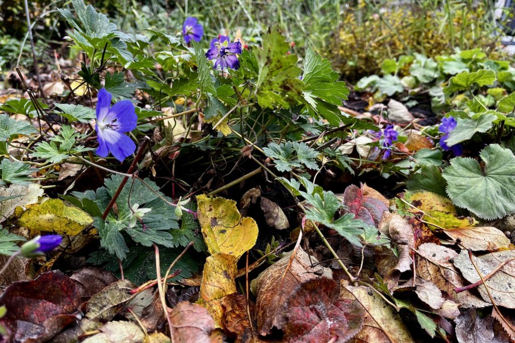 Geranium Rozanne met herfstbladeren