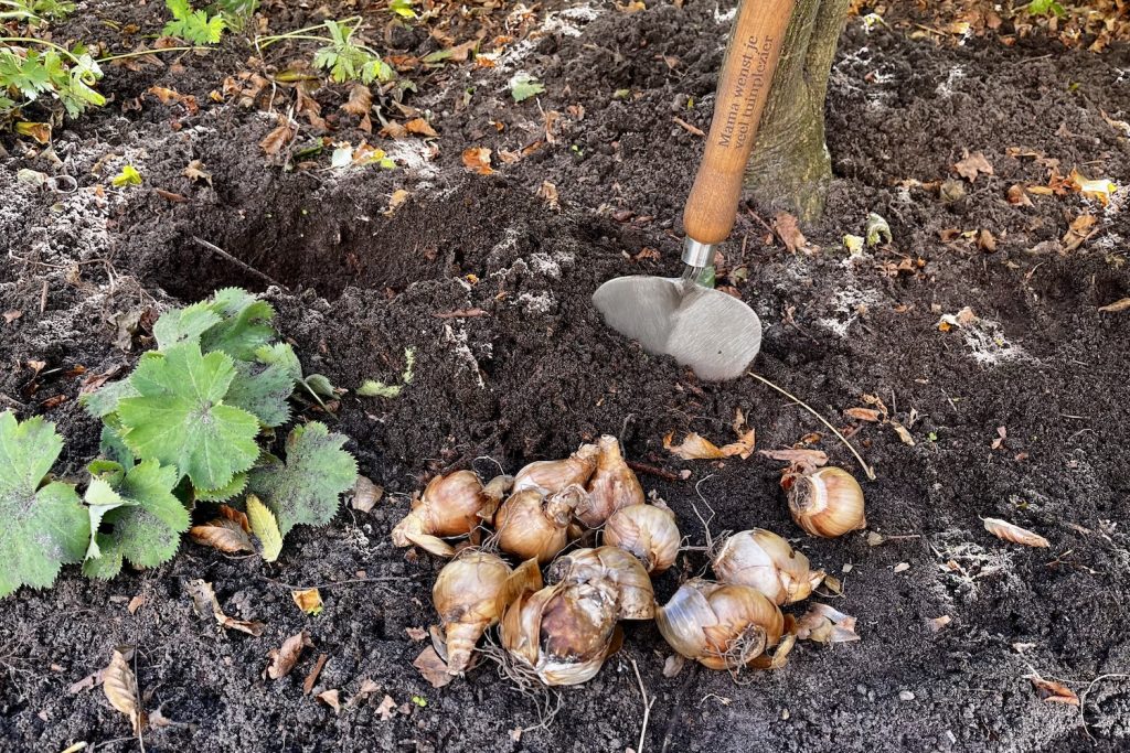 Narcisbollen met plaattroffel van Sneeboer