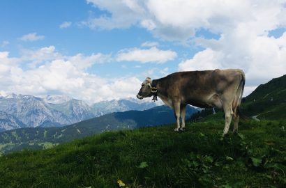 montafon - koe - vorarlberg - oostenrijk