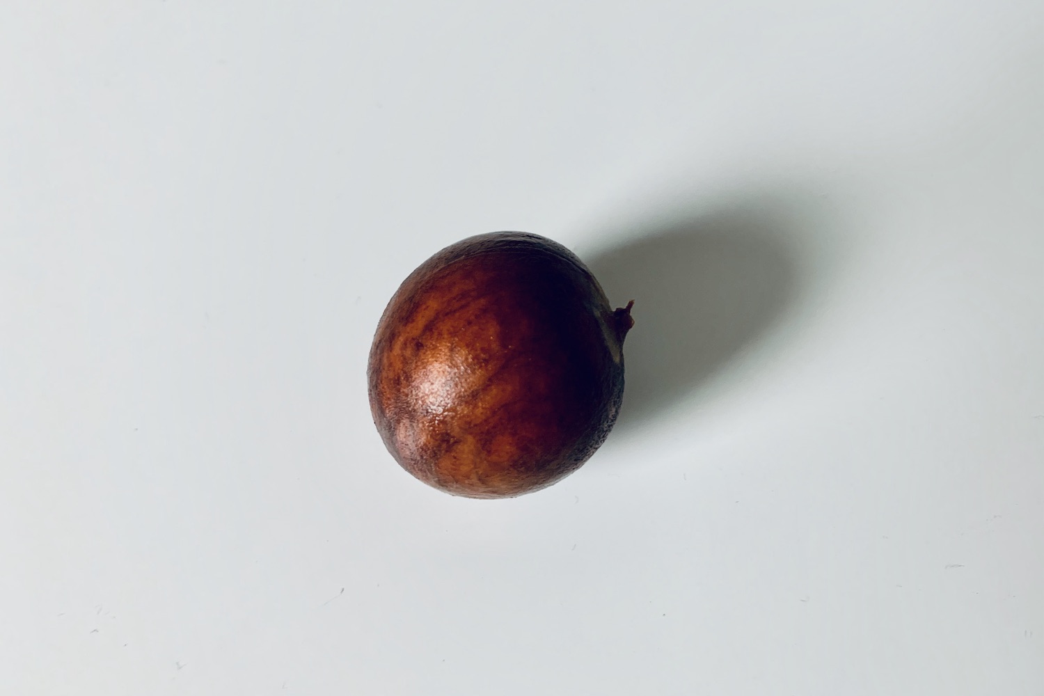 avocadopit ontkiemen