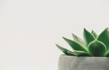Inspiratie & lezen over minimalisme met als coverfoto een vetplant in pot