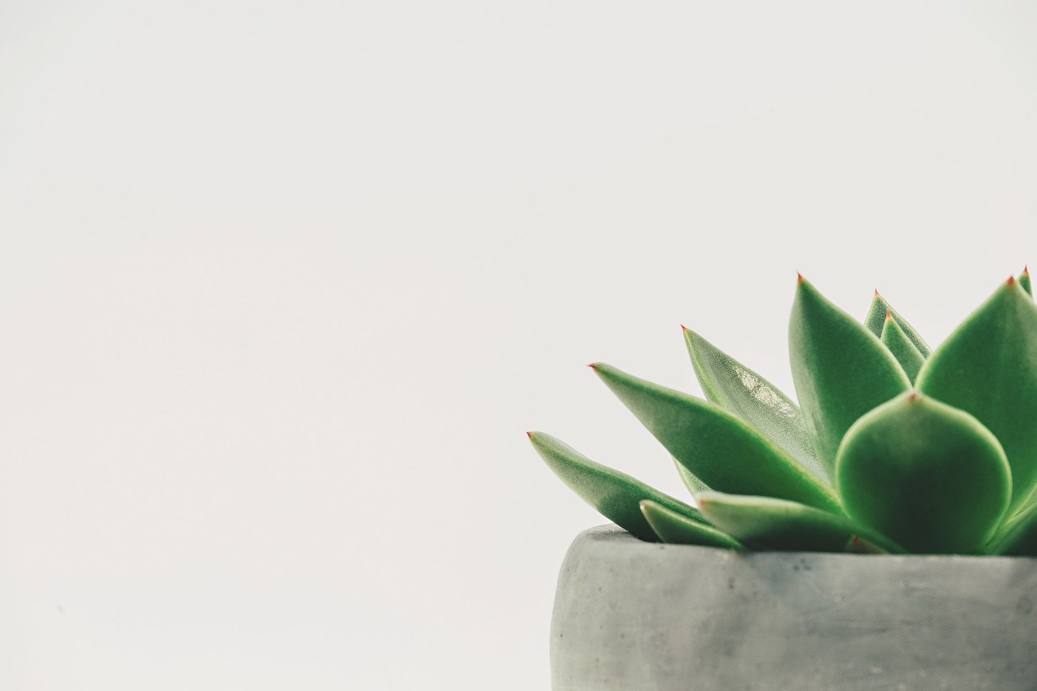 Inspiratie & lezen over minimalisme met als coverfoto een vetplant in pot