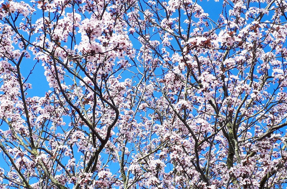 voorjaar kersenbloesem blauwe lucht weekend
