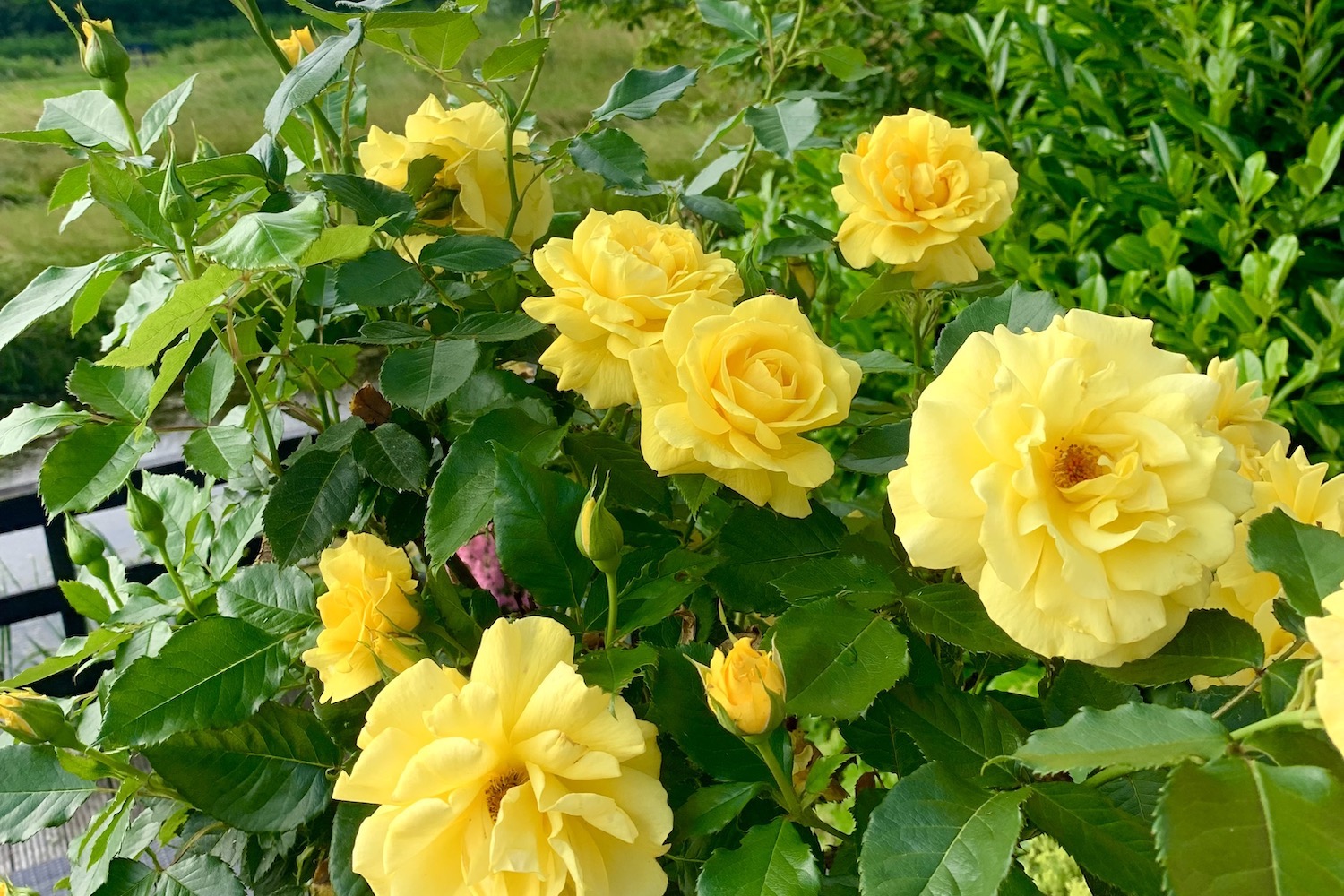gele roos zomerfavorieten