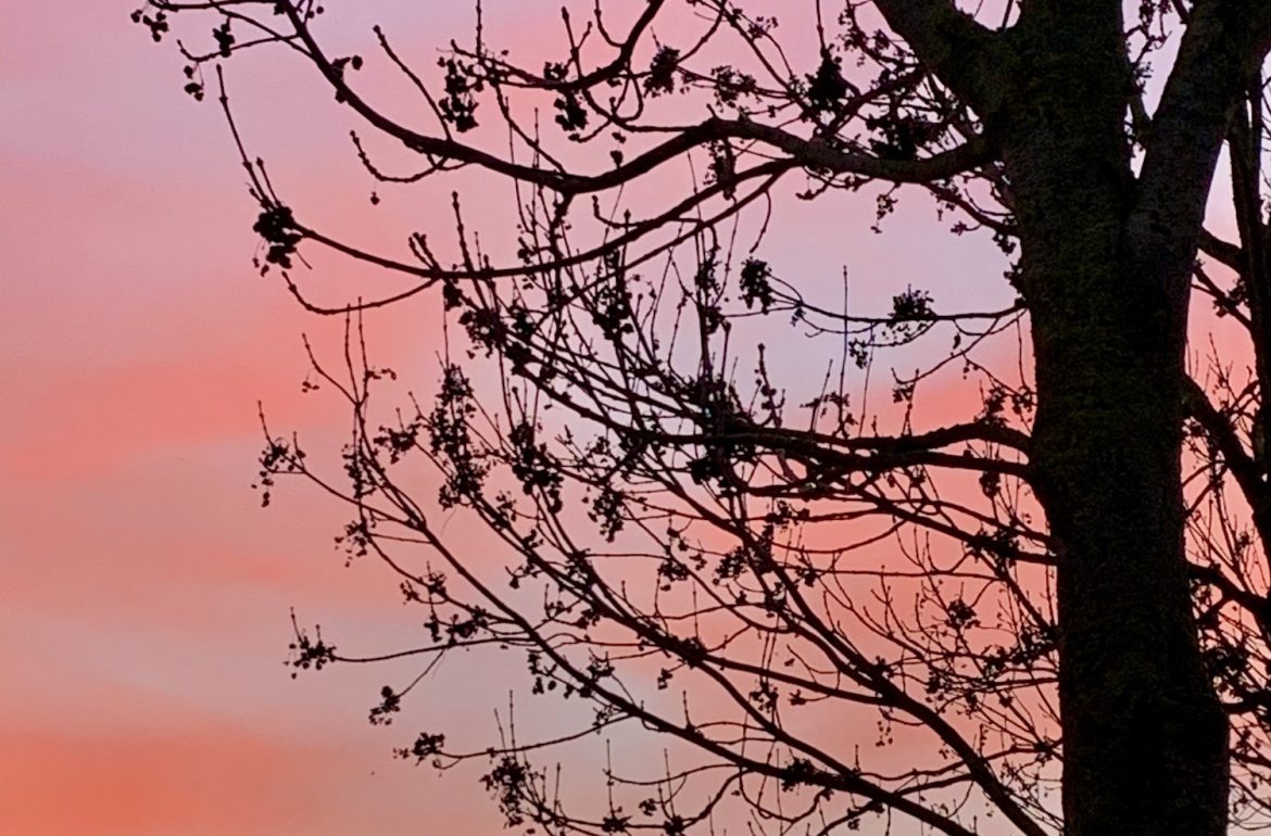 silhouet van boom met ochtendrood in de lucht