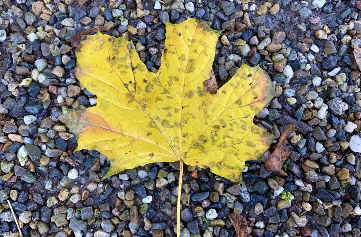 geel herfstblad liggend op kiezelsteentjes