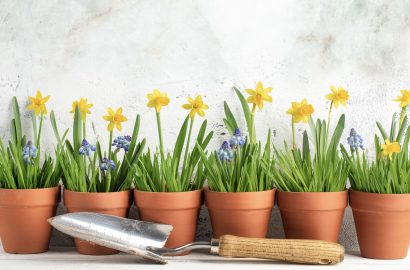voorjaarspotten, voorjaarsschoonmaak