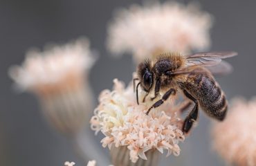 bij op bloemen bij blog over bijenboog maken