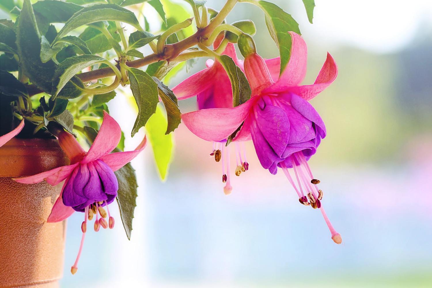 zomers blog: close-up fuchsia bloemen, plant in pot
