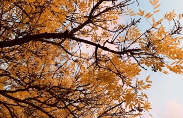 herfstkleuren, bomen, leven