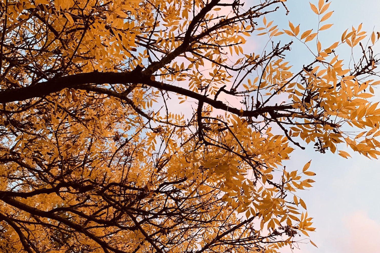 herfstkleuren, bomen, leven